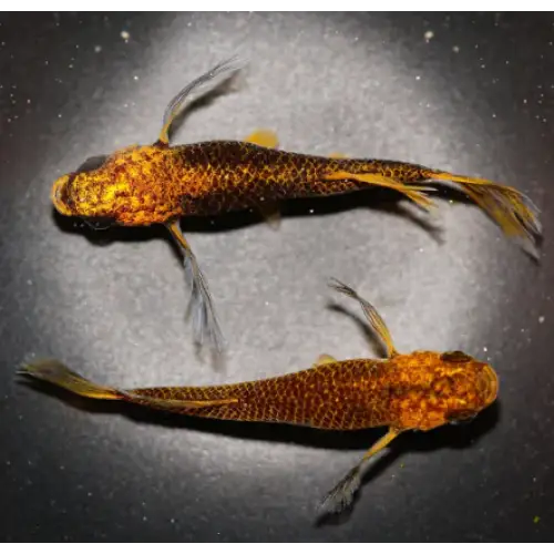 Two golden and dark brown patterned fish with flowing fins.