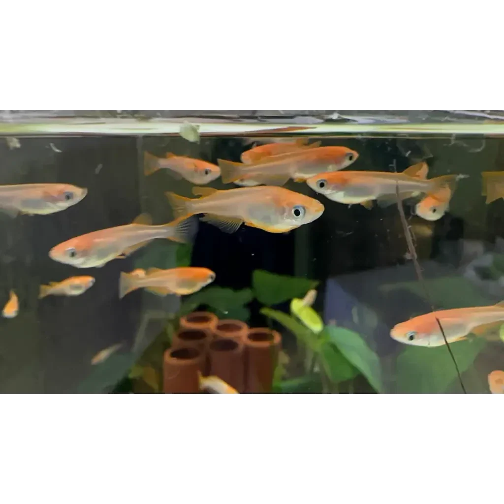 School of orange fish.