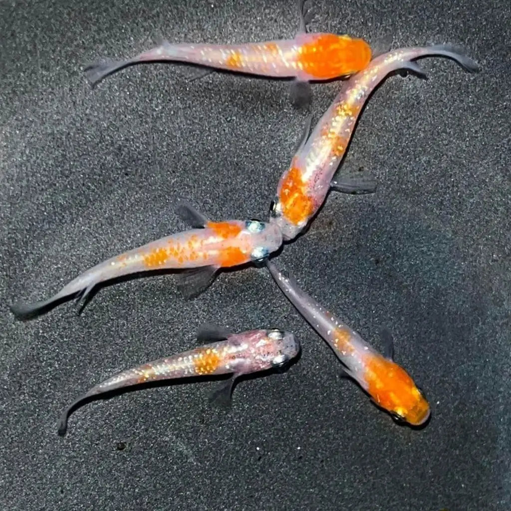 Five vibrant orange and white Japanese rice fish.