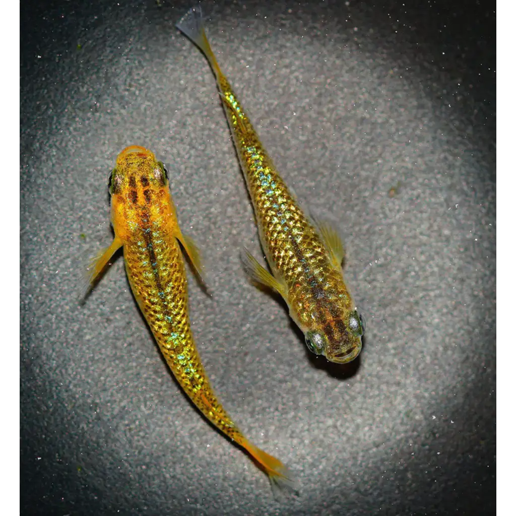 Gold glittery fish charm