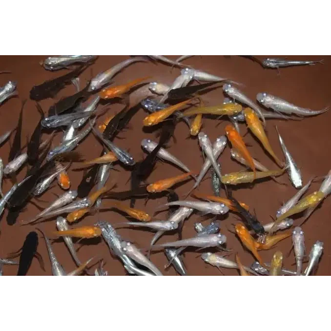 Colorful school of fish.
