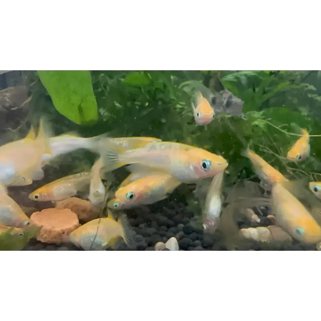 School of golden white cloud minnows.