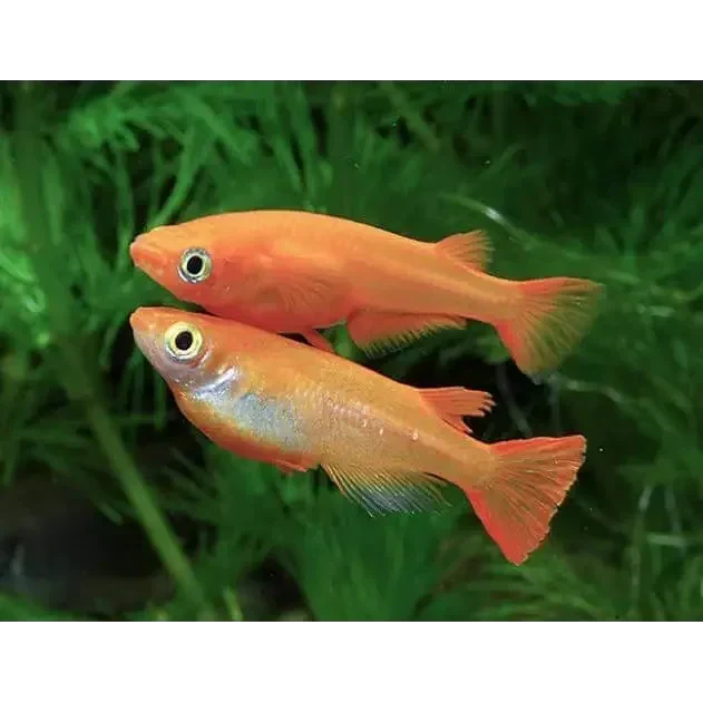 Two orange fish.