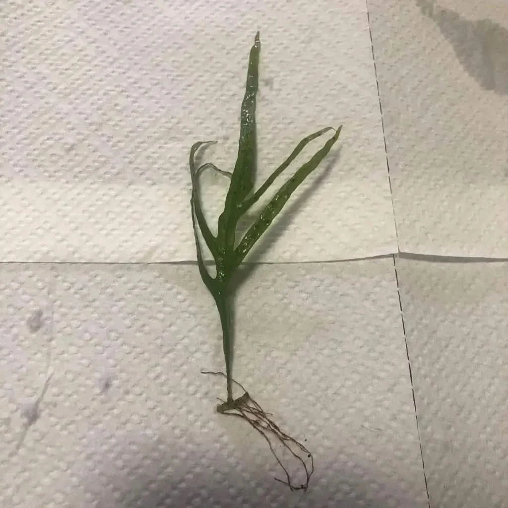 Green aquatic plant with roots.