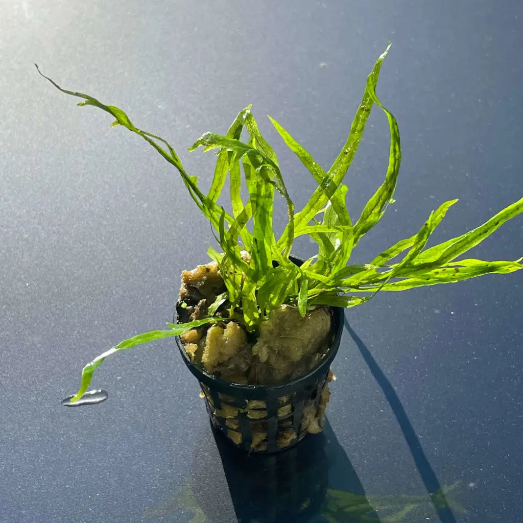 Java Fern Trident -5cm Pot
