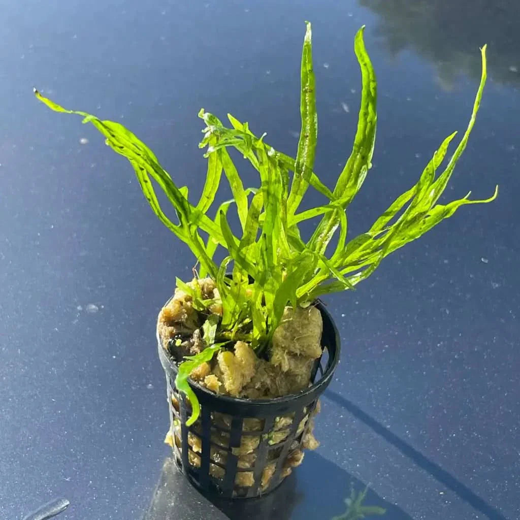 Aquatic plant in a black plastic pot.