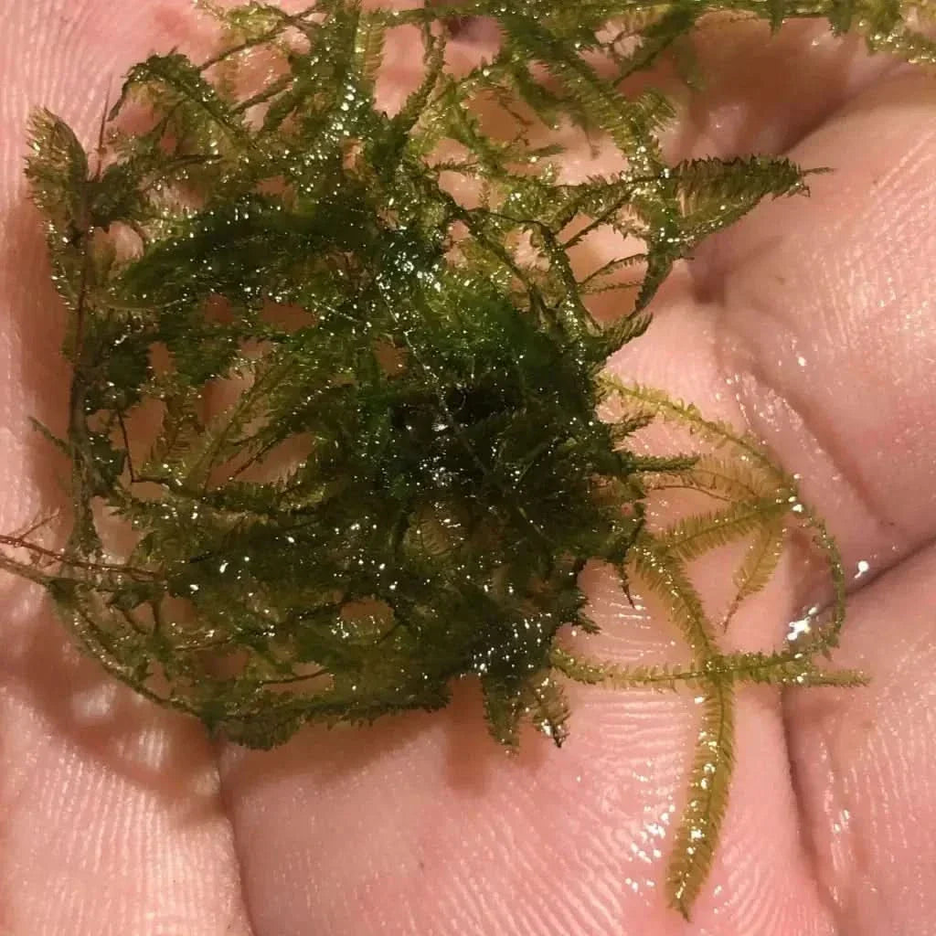 Clump of green aquatic moss.