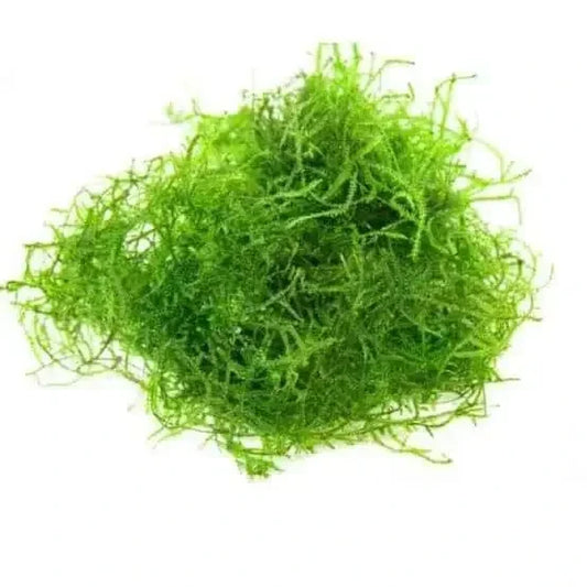 Java Moss