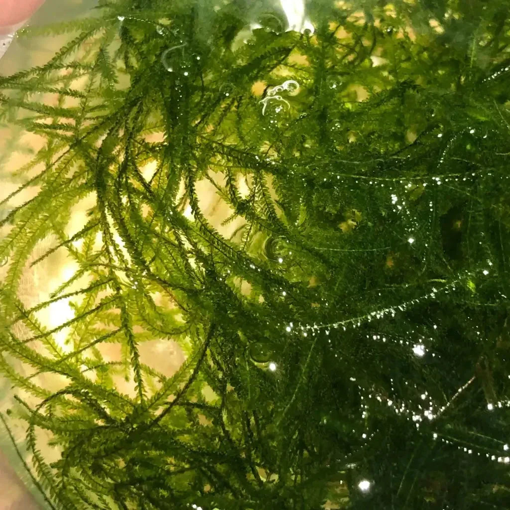 Java Moss