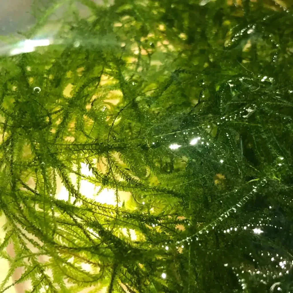 Java Moss