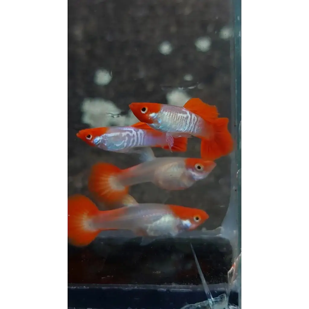 Four vibrant red and white guppy fish.