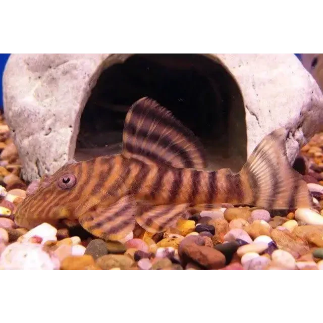 Striped pleco fish.