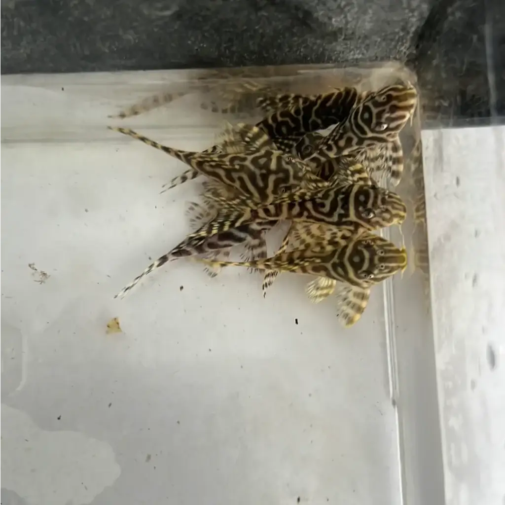 Group of patterned fish.