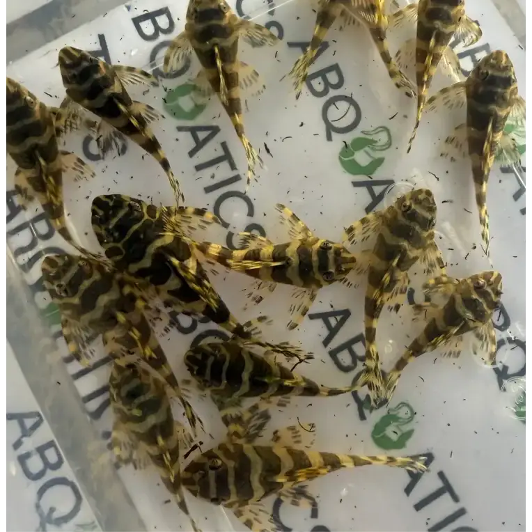A group of small, striped freshwater aquarium fish.