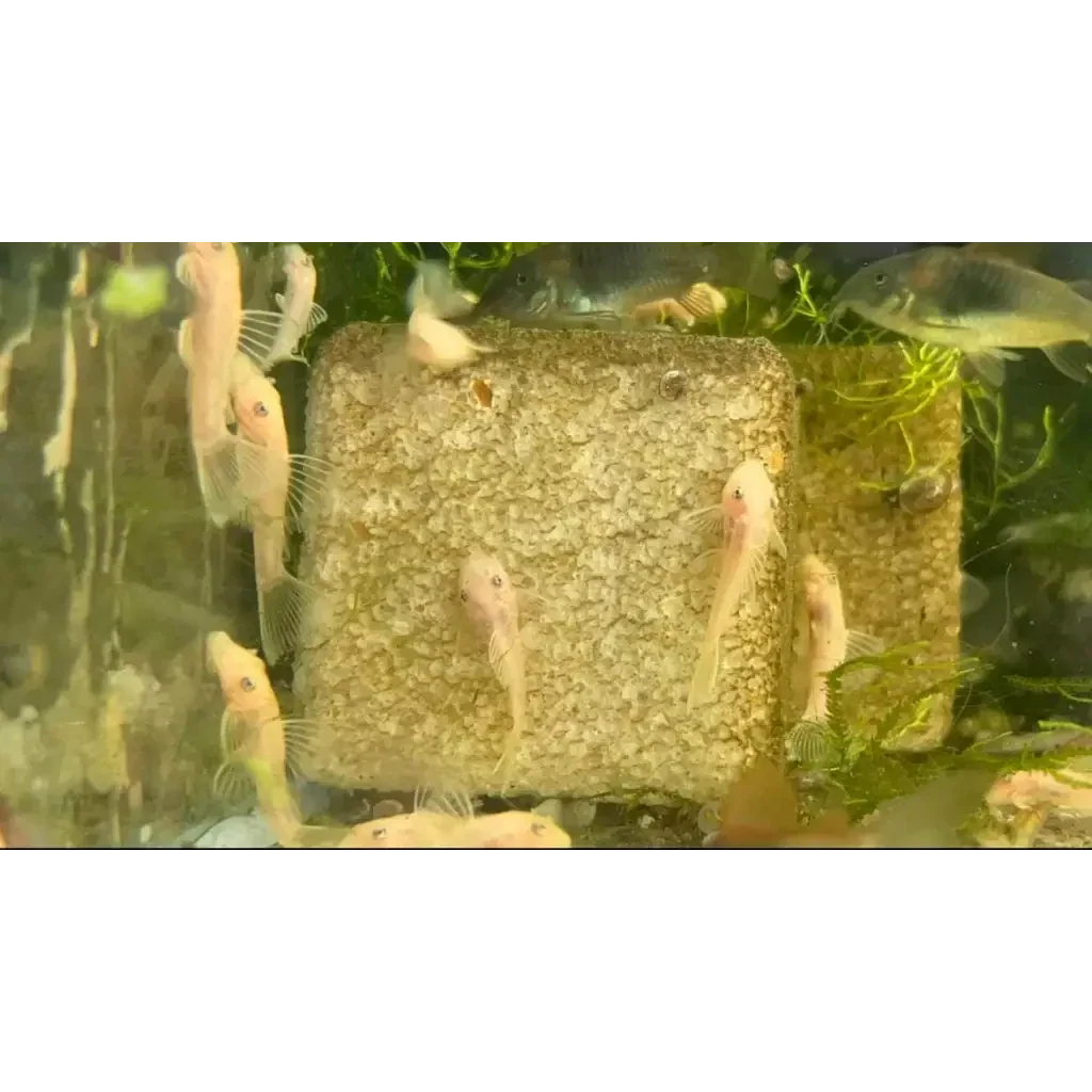 Albino bristlenose plecos on a textured block.