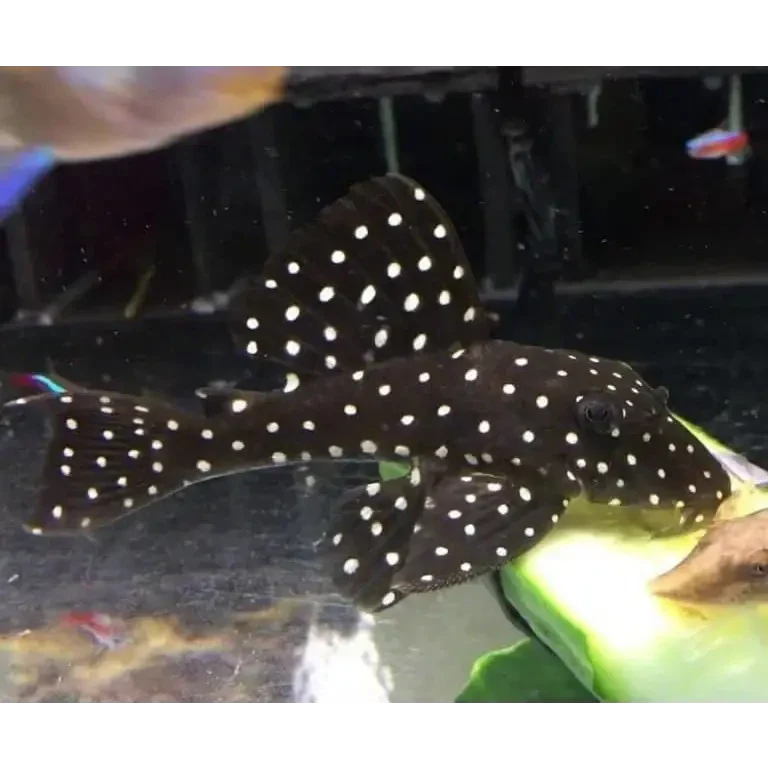 Black fish with white spots.