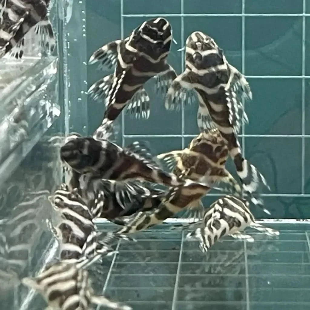 Group of striped pleco fish.