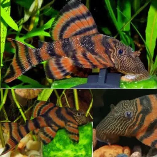 Striped orange and black pleco fish.