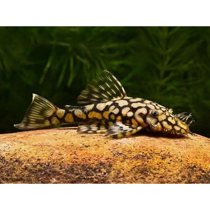 Gold and black spotted catfish model aquarium decoration