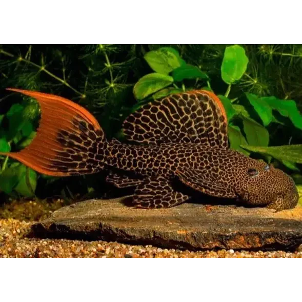 Orange-tailed pleco with dark spots.