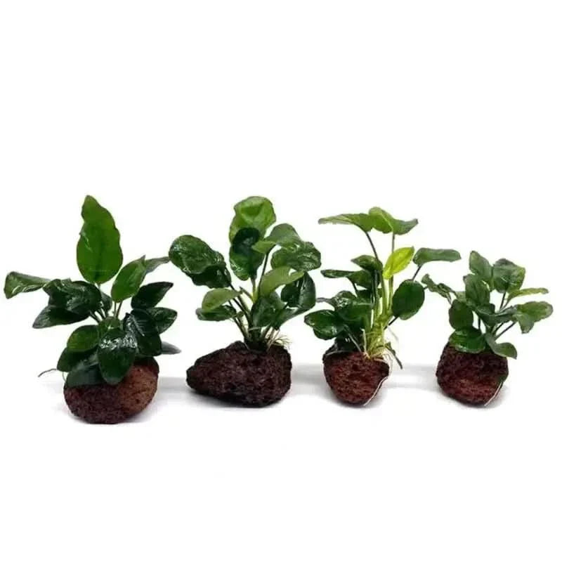 Four aquatic plants on lava rocks.