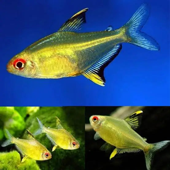 A group of golden-colored freshwater fish with red eyes, blue and black fins, and yellow accents.