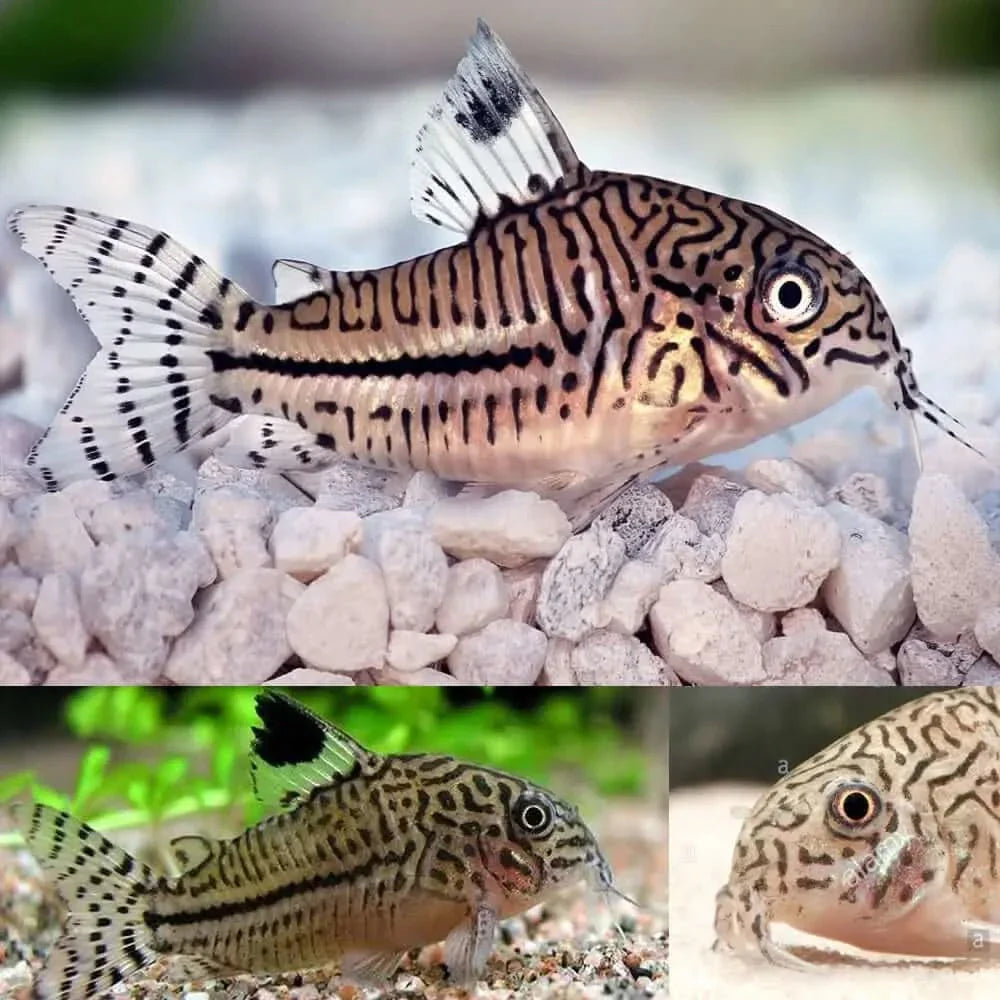 Corydoras catfish with intricate patterns.