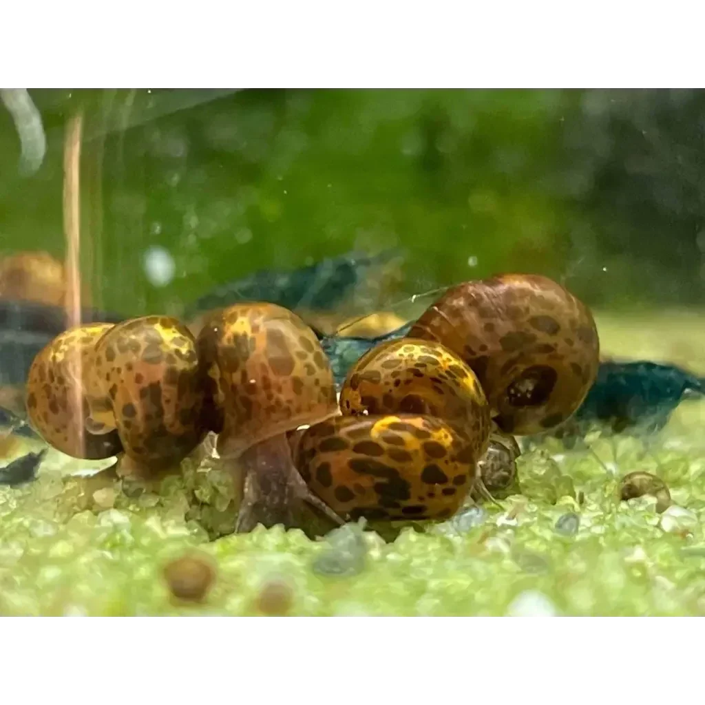 Group of brown and tan spotted snails.