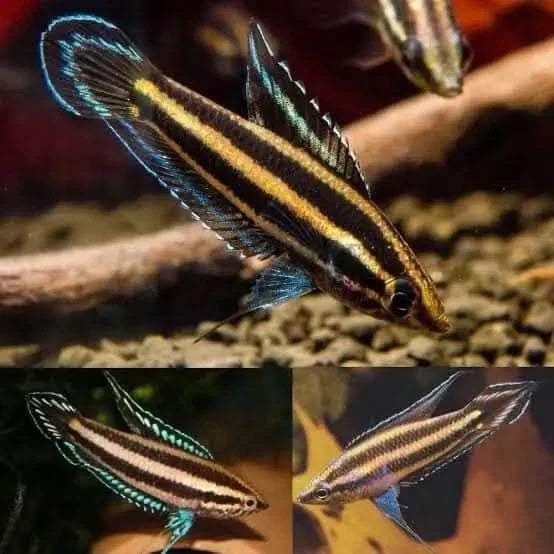 Striped pencilfish with blue accents.