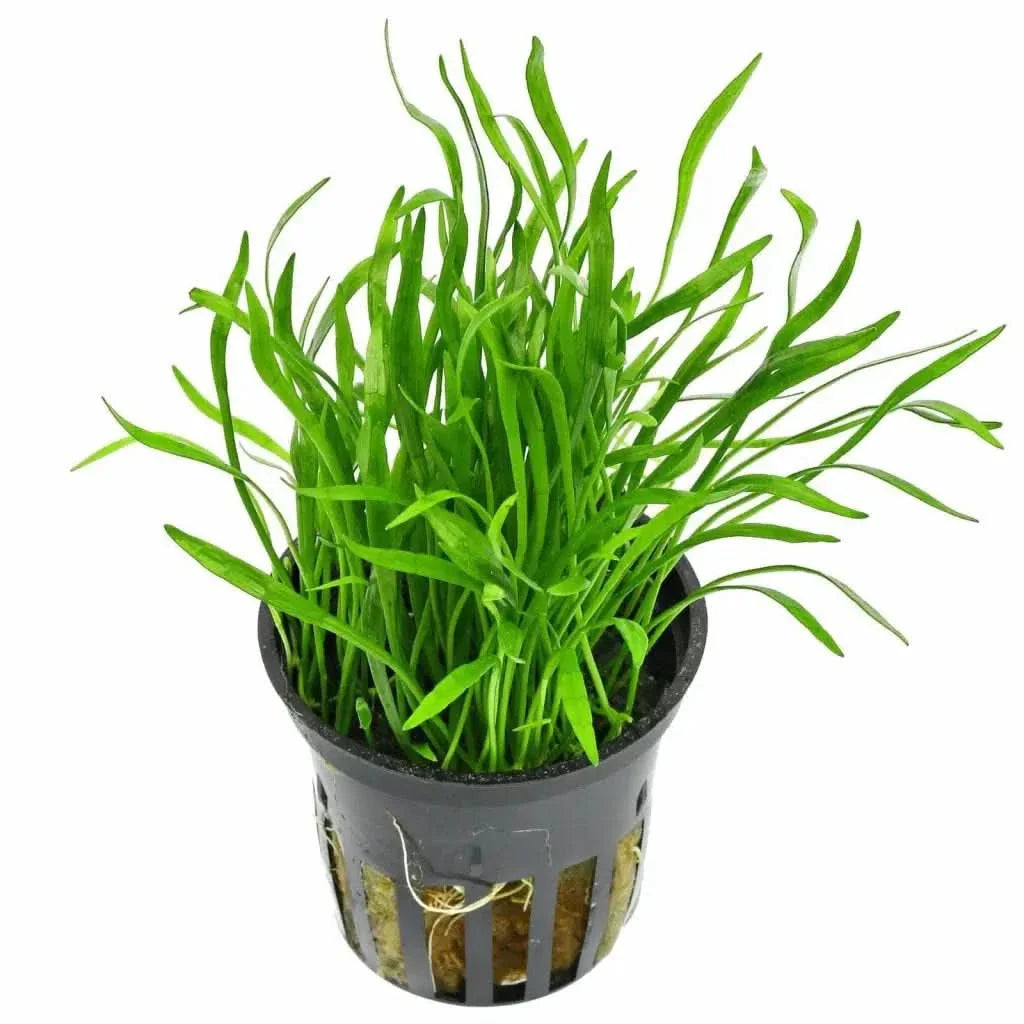 Aquatic plant in a black pot.