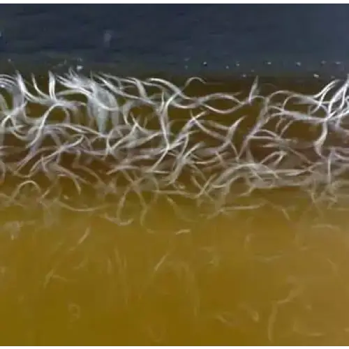White, wispy strands of seaweed float in murky brown water.
