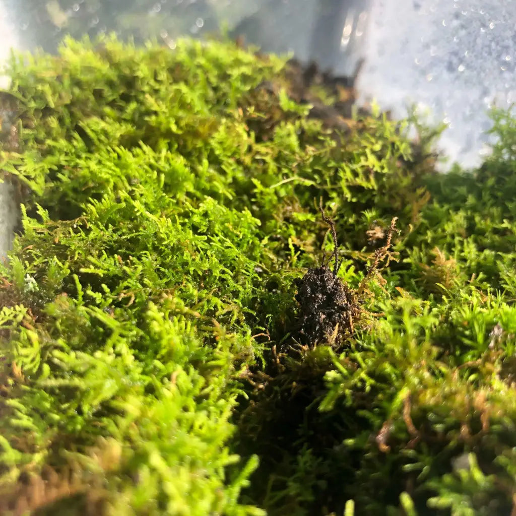 Live Moss For Terrarium DIY Projects Bonsai Kokedama Terrarium/ Terranium Paludarium Vivarium