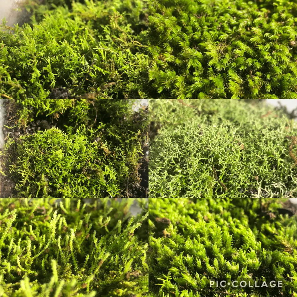 Live Moss For Terrarium DIY Projects Bonsai Kokedama Terrarium/ Terranium Paludarium Vivarium