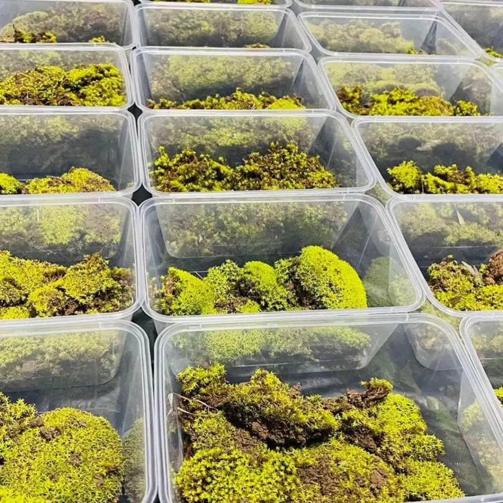 Live Moss For Terrarium DIY Projects Bonsai Kokedama Terrarium/ Terranium Paludarium Vivarium