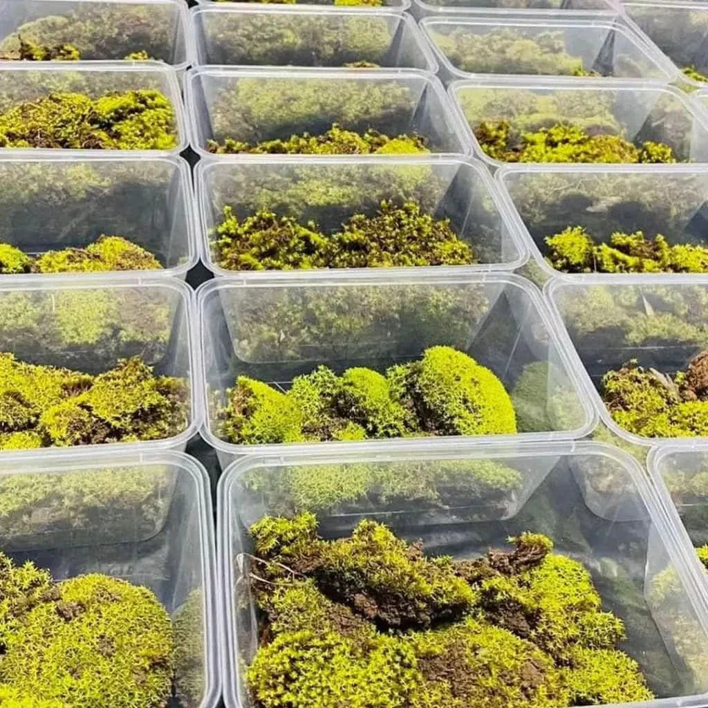 Moss in plastic containers.