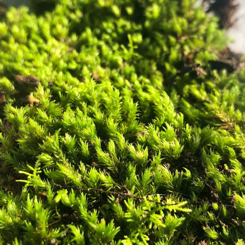 Live Moss For Terrarium DIY Projects Bonsai Kokedama Terrarium/ Terranium Paludarium Vivarium