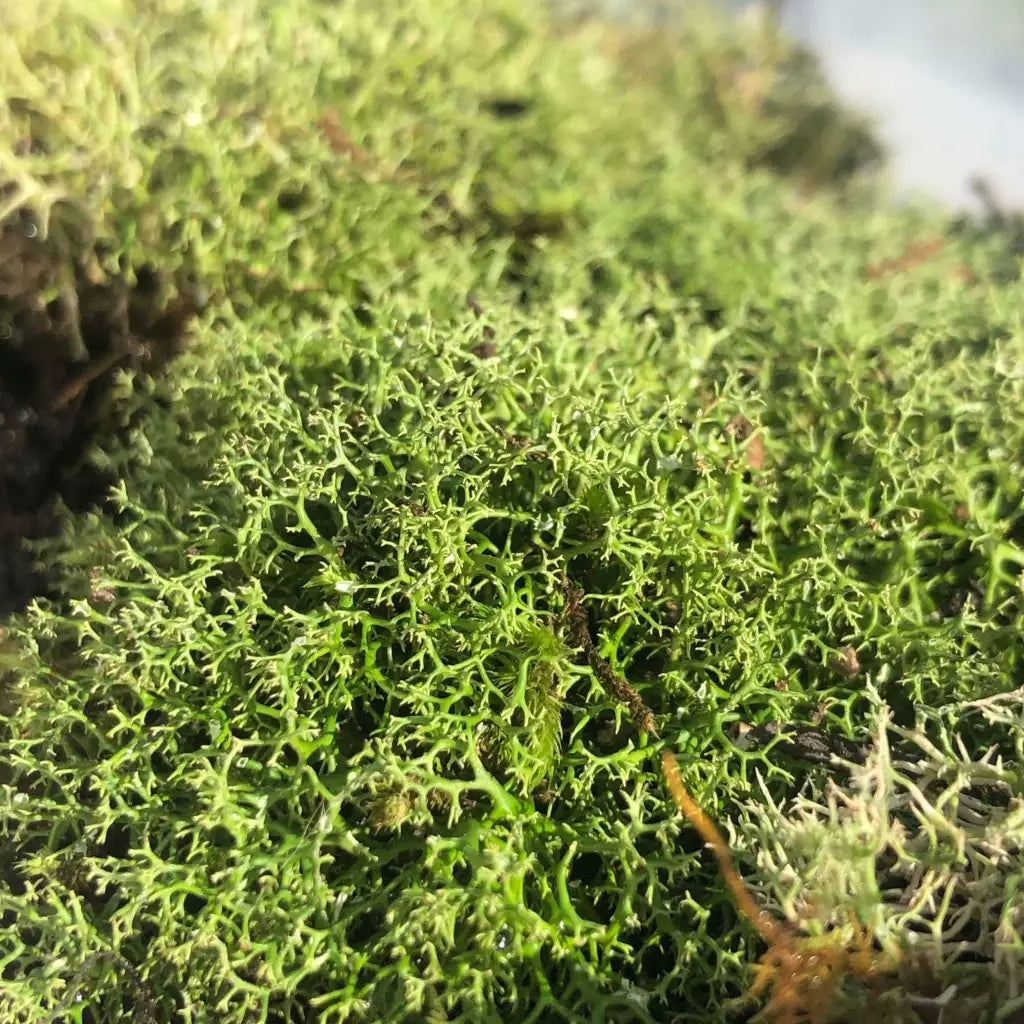 Live Moss For Terrarium DIY Projects Bonsai Kokedama Terrarium/ Terranium Paludarium Vivarium