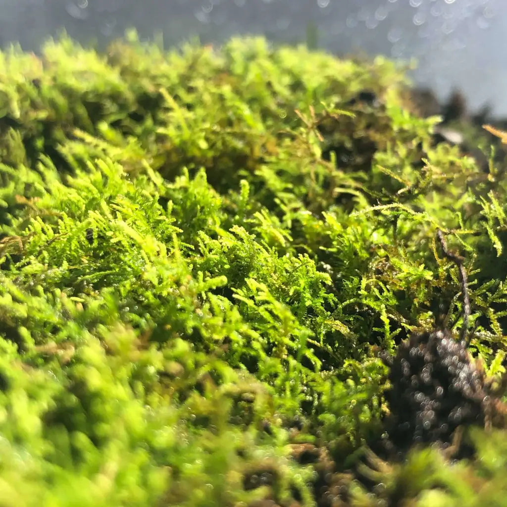 Live Moss For Terrarium DIY Projects Bonsai Kokedama Terrarium/ Terranium Paludarium Vivarium