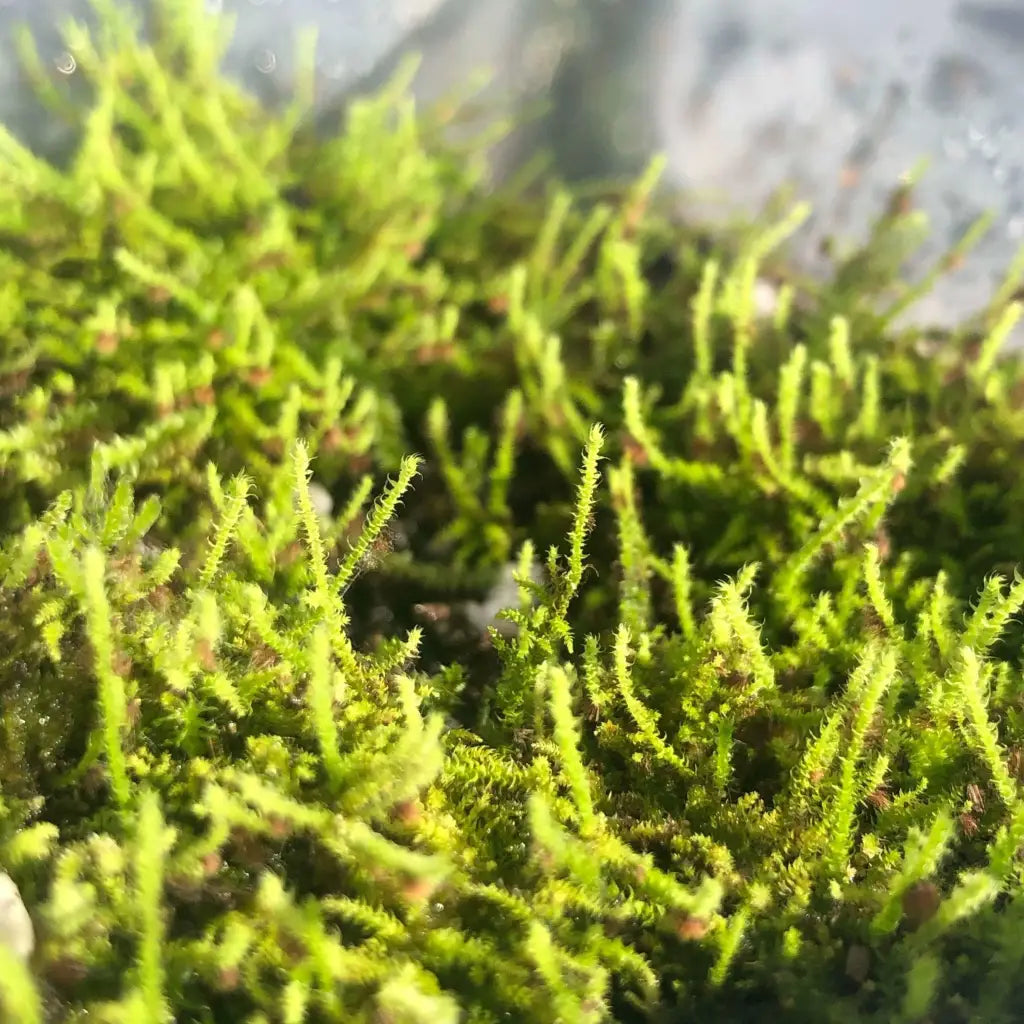 Live Moss For Terrarium DIY Projects Bonsai Kokedama Terrarium/ Terranium Paludarium Vivarium