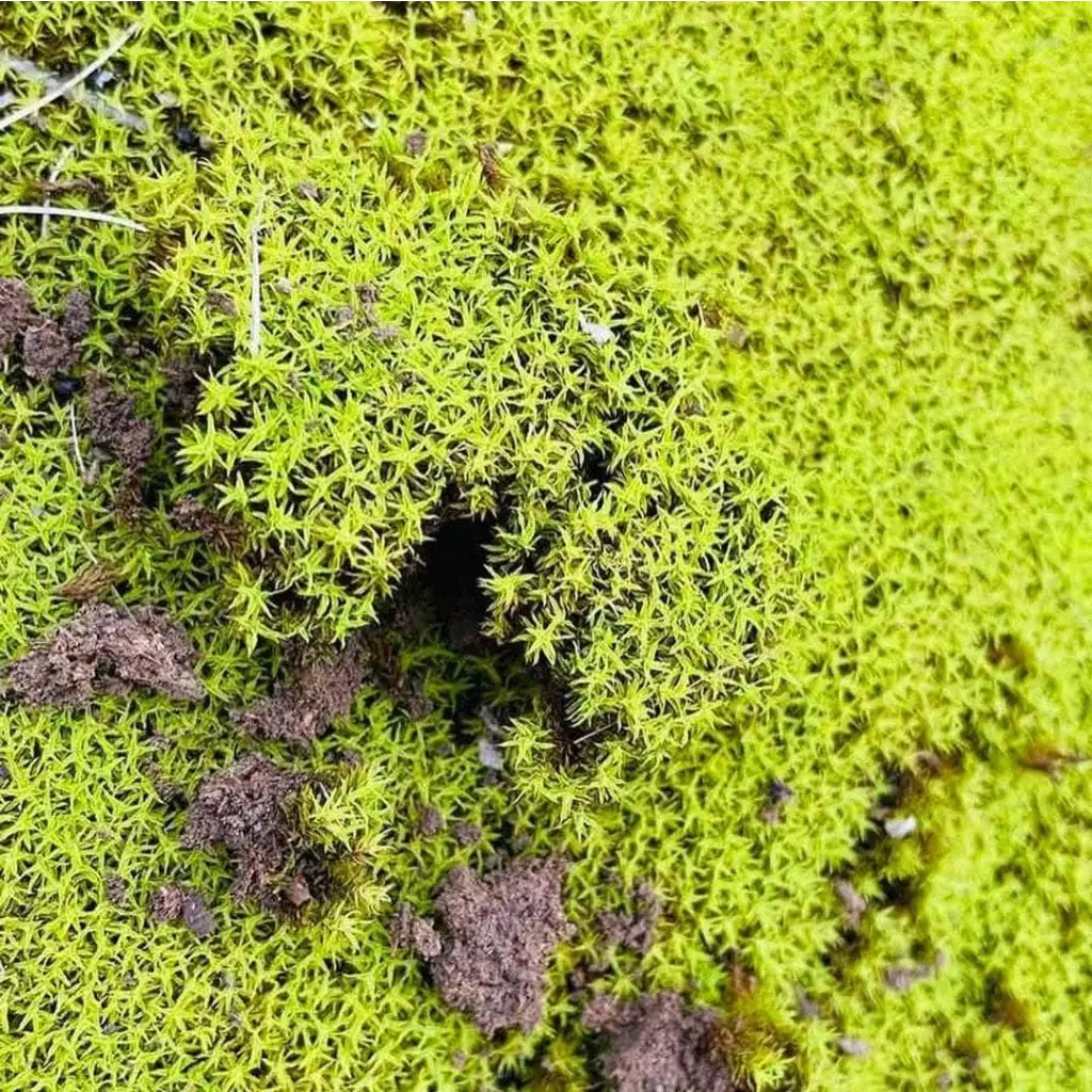 Live Moss For Terrarium DIY Projects Bonsai Kokedama Terrarium/ Terranium Paludarium Vivarium