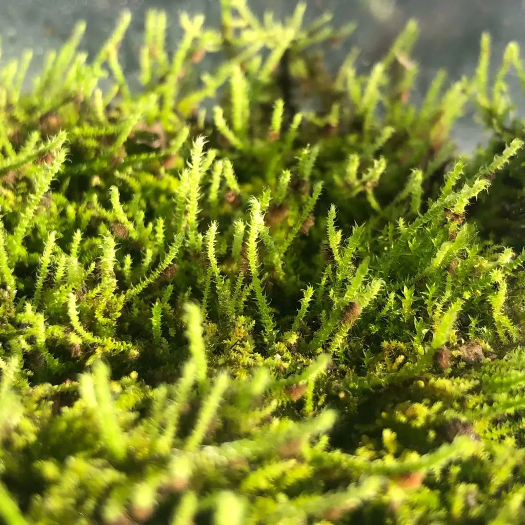 Live Moss For Terrarium DIY Projects Bonsai Kokedama Terrarium/ Terranium Paludarium Vivarium