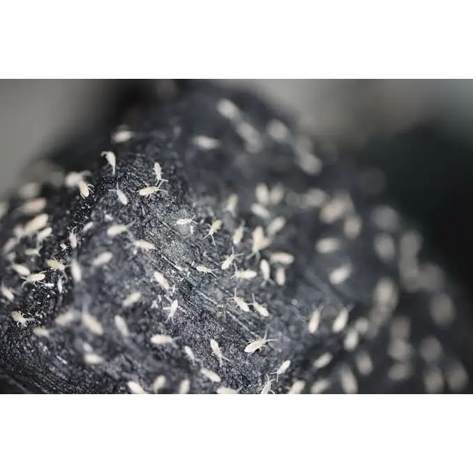 A cluster of tiny white insects crawling across a dark, textured surface.