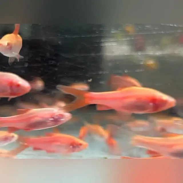 Red and orange fish tank with clear glass panels.