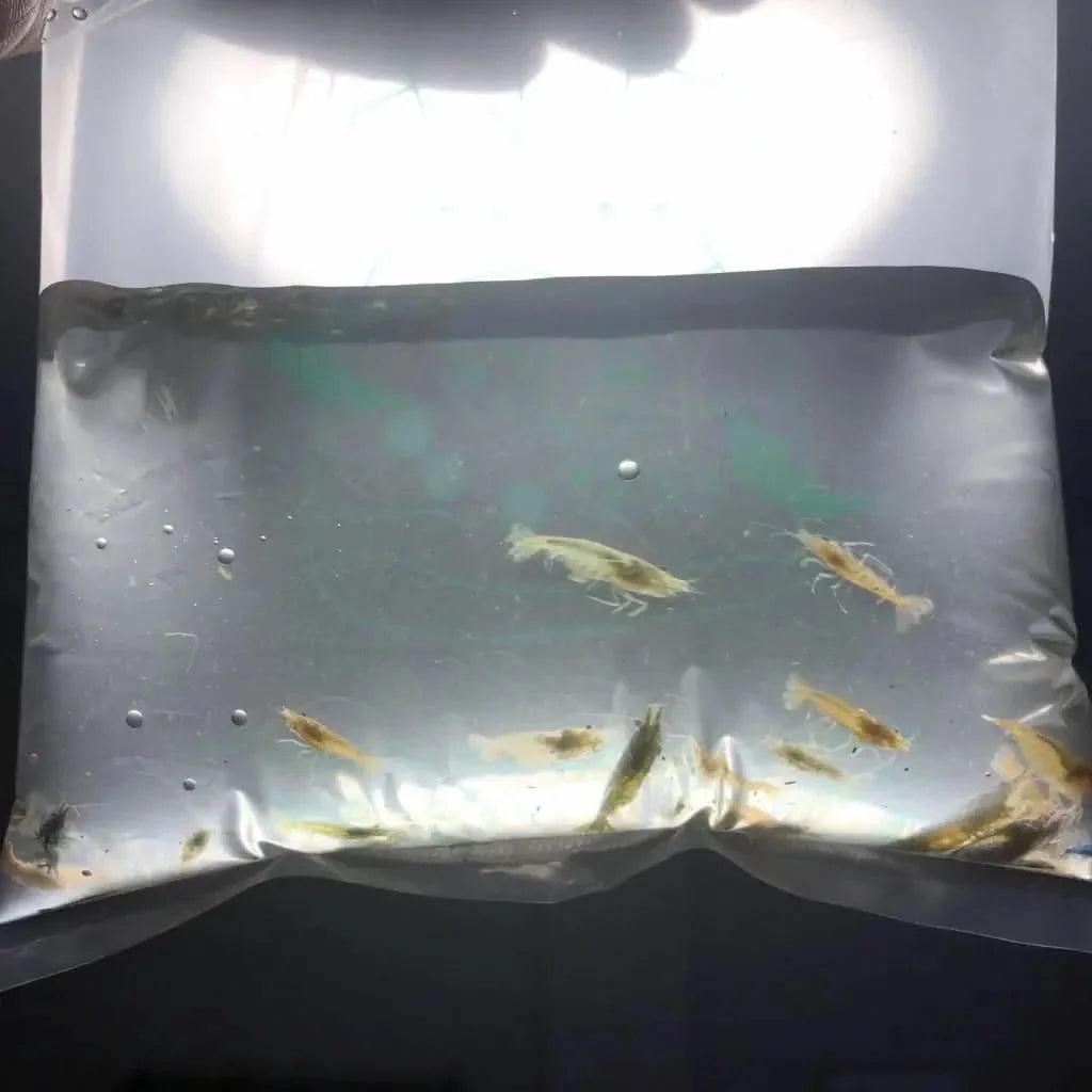 Bag of yellow shrimp.