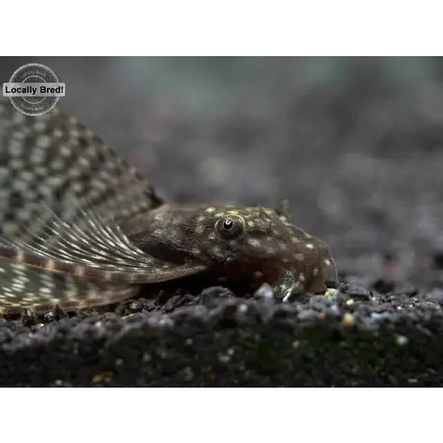 Spotted brown pleco.
