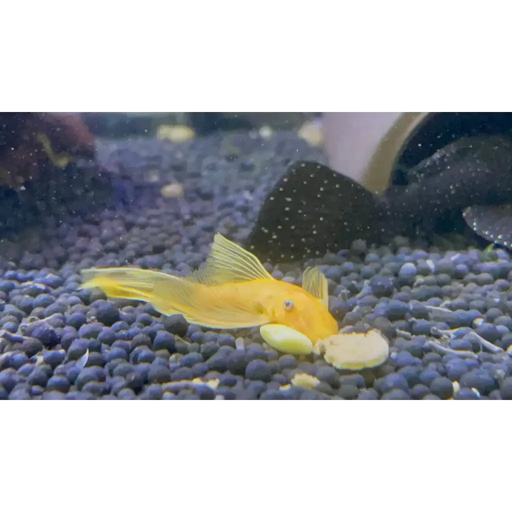 Golden fish eating.