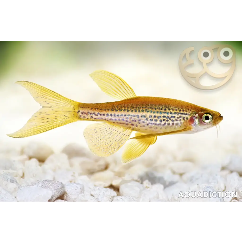 Yellow and black speckled fish with a long, flowing tail.