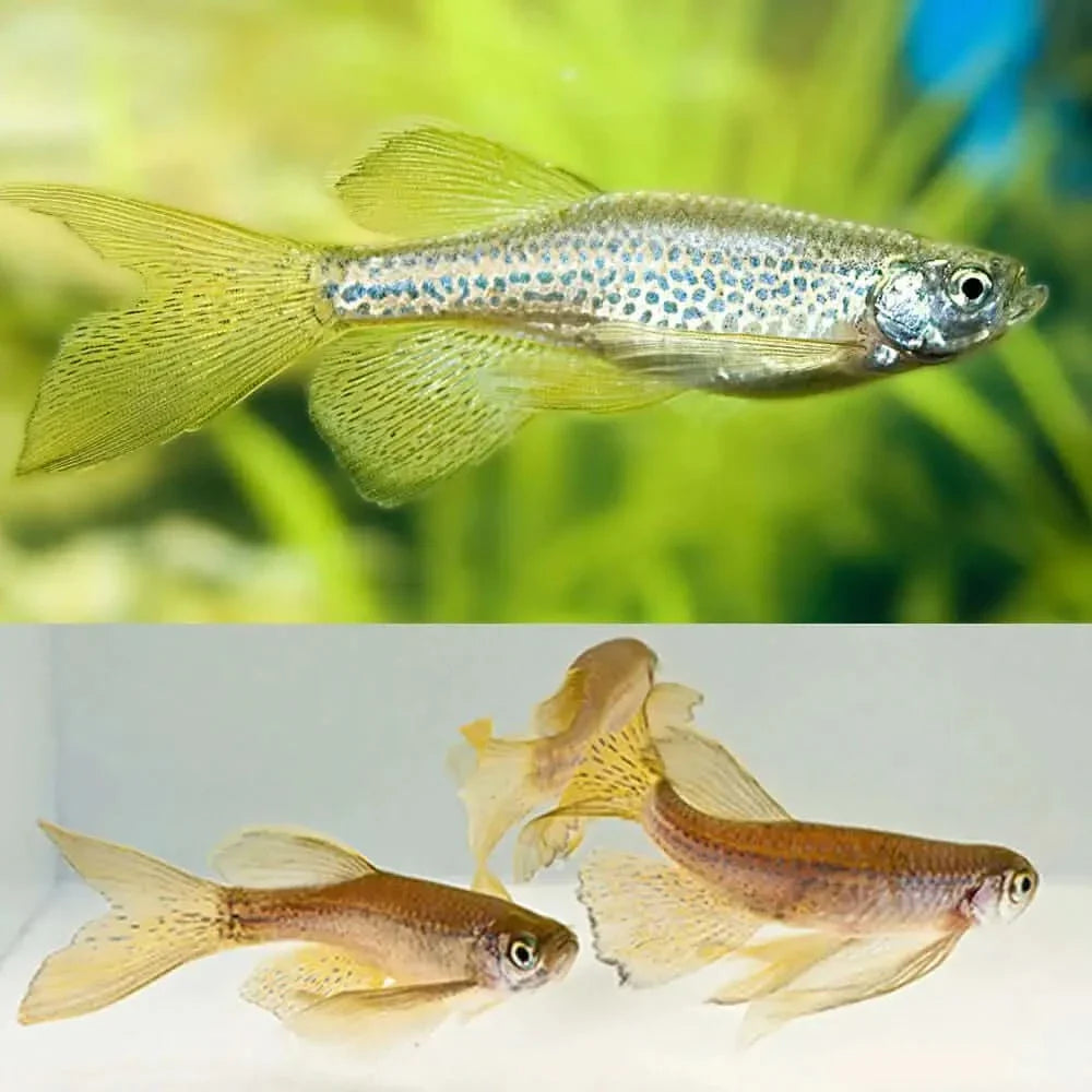 Celestial pearl danio fish.