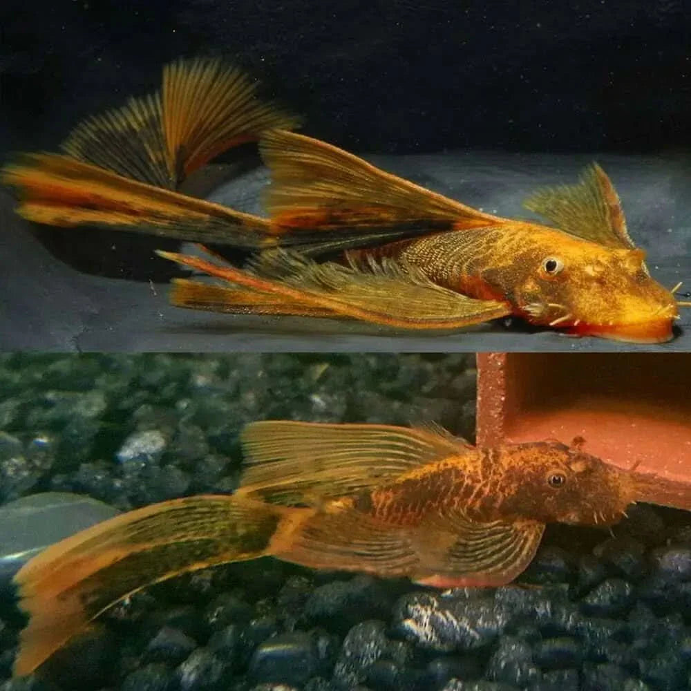 Golden bristlenose plecos.
