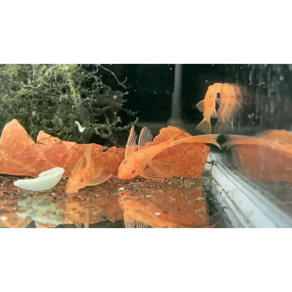 Orange bristlenose plecos in aquarium.